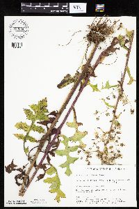 Lactuca biennis image
