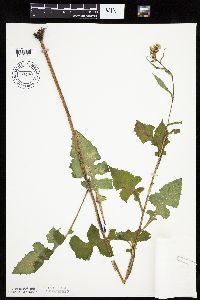 Lactuca biennis image