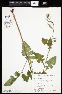 Lactuca biennis image