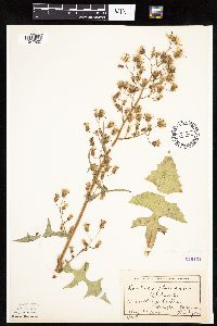 Lactuca biennis image