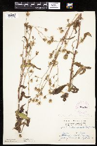 Lactuca biennis image