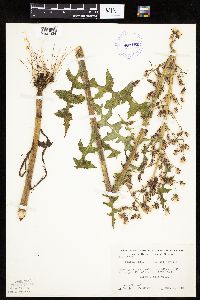Lactuca biennis image