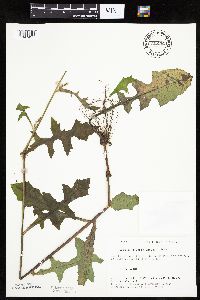 Lactuca biennis image