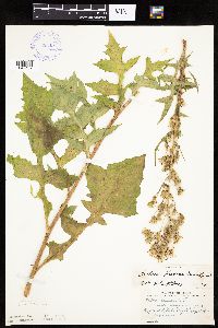Lactuca biennis image