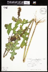 Lactuca biennis image