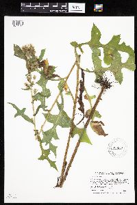 Lactuca biennis image