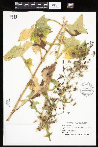 Lactuca biennis image