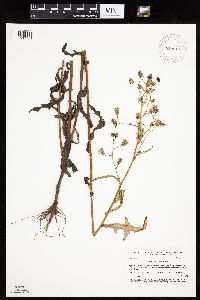 Lactuca biennis image