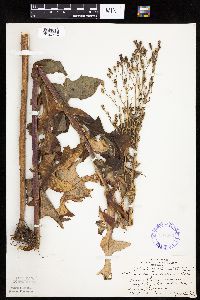 Lactuca biennis image
