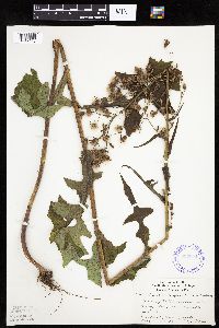 Lactuca biennis image