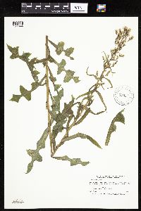 Lactuca biennis image