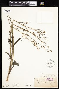 Lactuca biennis image