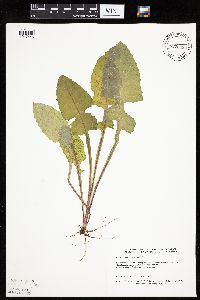 Lactuca biennis image