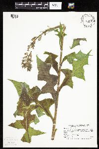 Lactuca biennis image