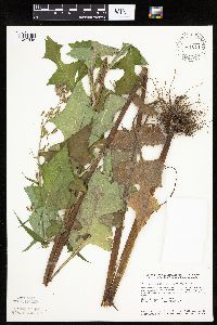 Lactuca biennis image