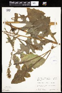 Lactuca biennis image
