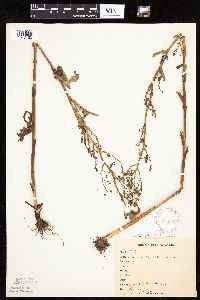 Lactuca biennis image