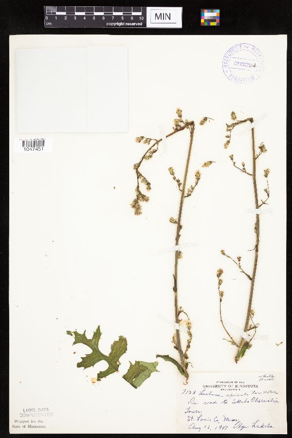 Lactuca biennis image