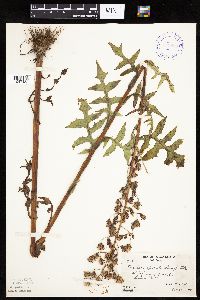 Lactuca biennis image
