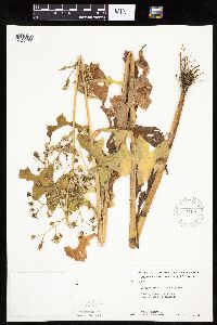 Lactuca biennis image