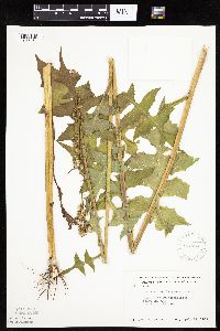 Lactuca biennis image