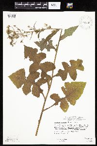 Lactuca biennis image
