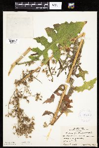 Lactuca biennis image