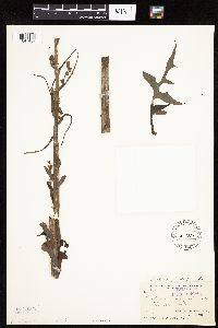 Lactuca biennis image