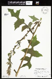 Lactuca biennis image