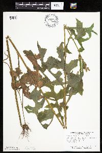 Lactuca biennis image