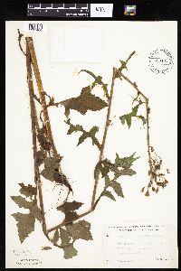 Lactuca biennis image
