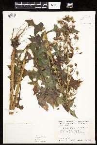 Lactuca biennis image