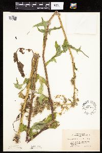 Lactuca biennis image