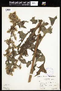 Lactuca biennis image