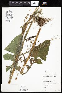 Lactuca biennis image