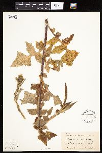 Lactuca biennis image