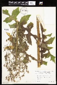 Lactuca biennis image