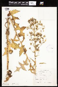 Lactuca biennis image