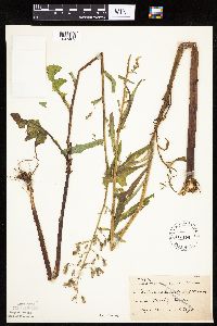 Lactuca biennis image