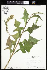 Lactuca biennis image