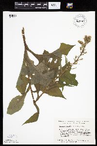Lactuca biennis image