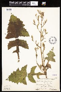 Lactuca biennis image