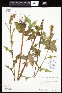 Lactuca biennis image