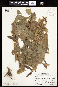 Lactuca biennis image