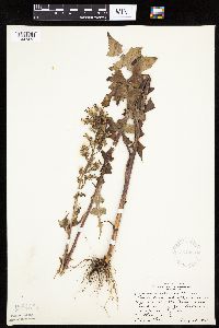 Lactuca biennis image