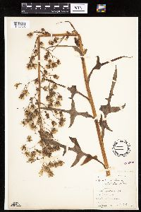 Lactuca biennis image