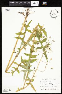 Image of Lactuca canadensis