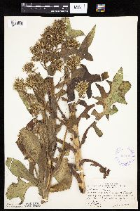 Lactuca canadensis image