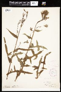 thumbnail image of current specimen