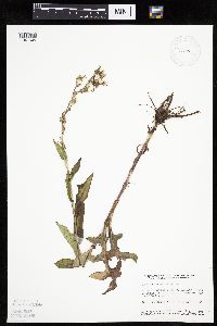 Lactuca canadensis image